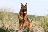 BERGER ALLEMAND 140